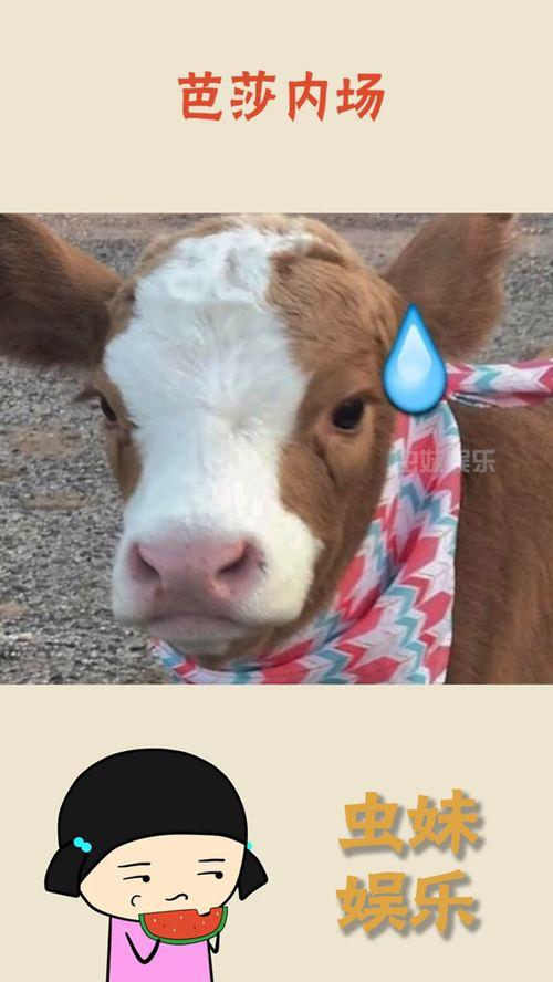 娱乐吃瓜酱章鱼,揭秘吃瓜酱章鱼的趣味生活