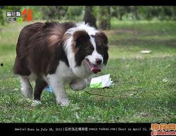 娱乐吃瓜酱边牧,娱乐吃瓜酱与边牧的欢乐日常